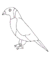 Vogel ausmalen